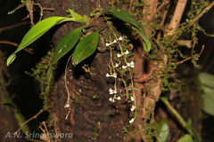 Sirhookera latifolia